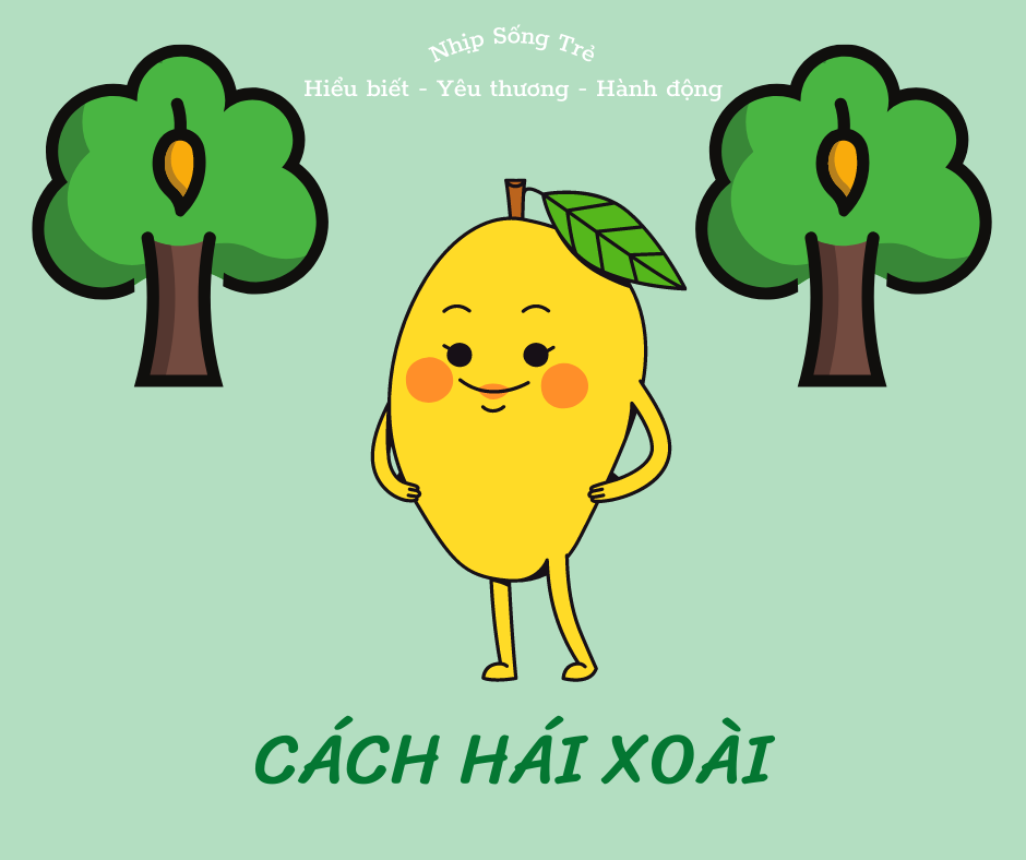 CÁCH HÁI XOÀI